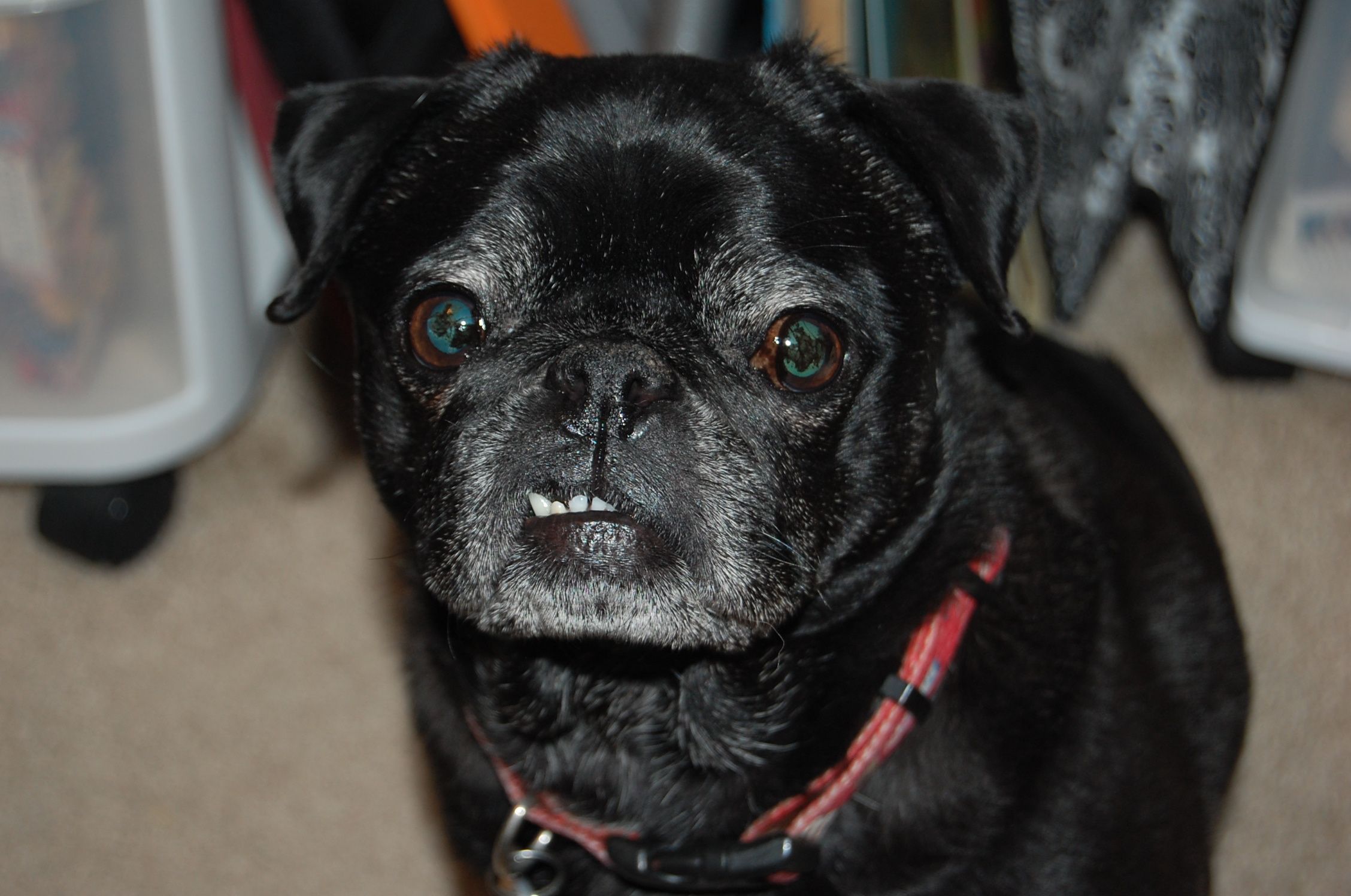 Pug Friends Has Anyone Experienced Aggression In Your Multiple