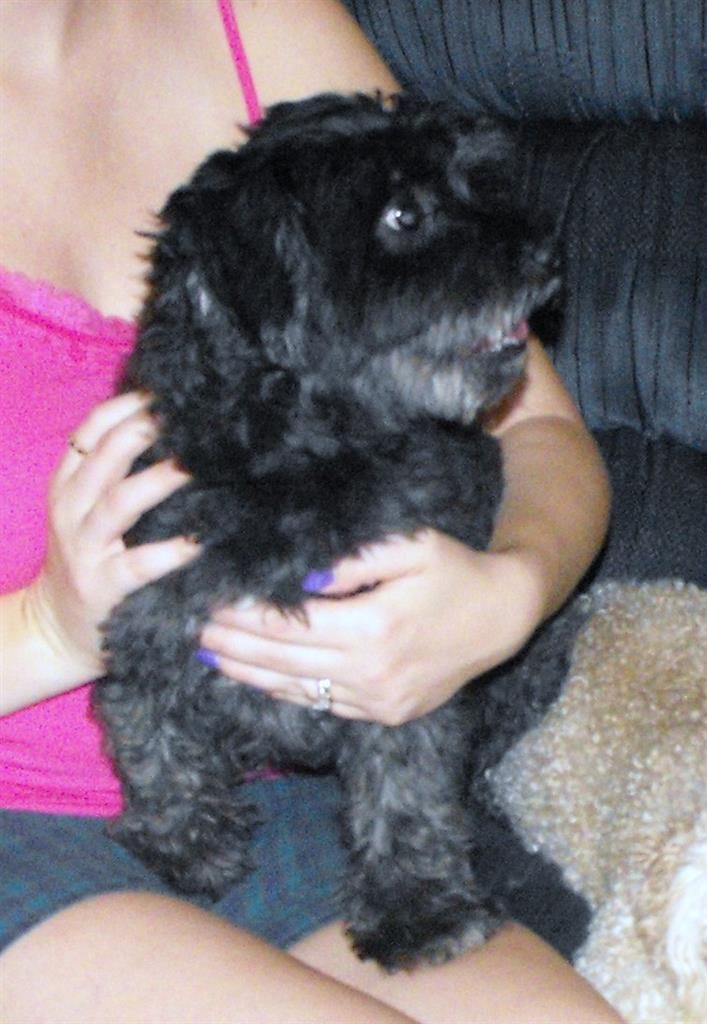 Pin By Lost Dogs Georgia On Dogs Lost In Georgia Losing A Dog