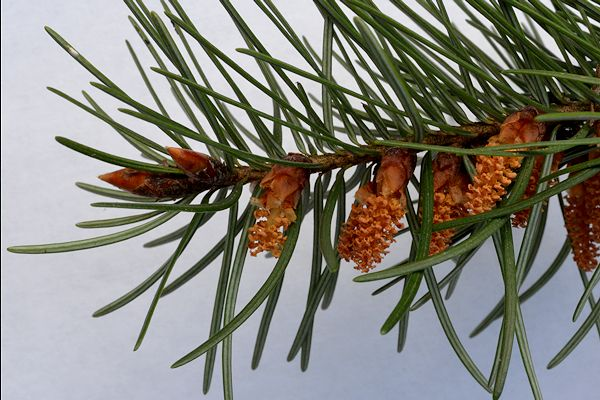 Douglas fir trees for sale