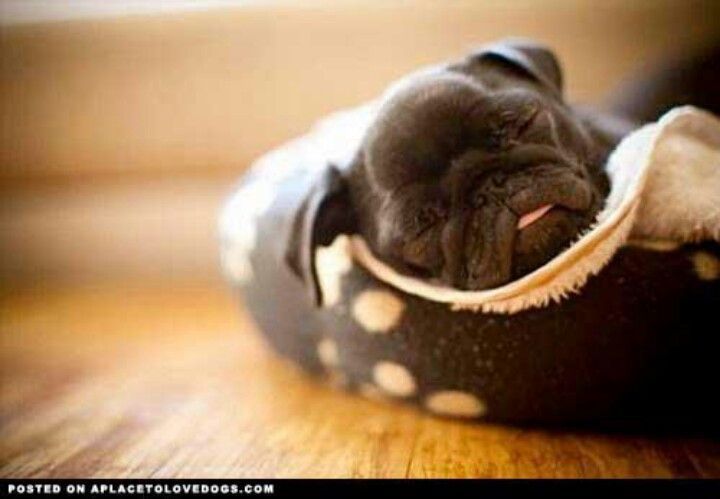 Pug Winter Bedroom Baby Pugs Sleeping Puppies Cute Pugs