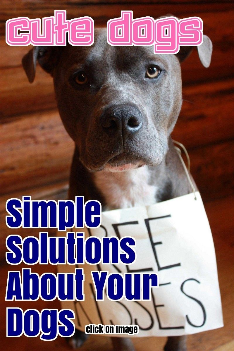 Fix Your Problems Related To Dogs Thanks To This Article Dogs