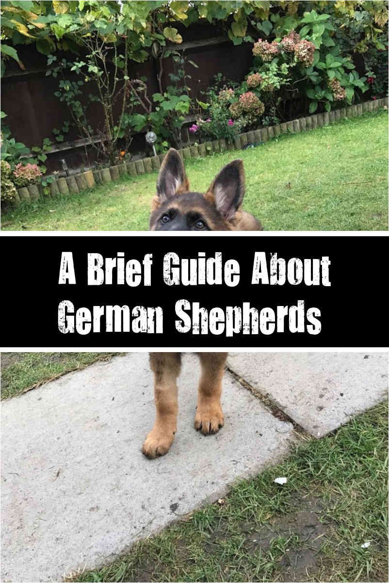 while knpv could be the closest dog sport to real protection work you ought to always remember that it must be dog training dog training tips german shepherd