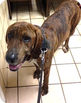 Takoma Park Md Plott Hound Great Dane Mix Meet Leo A Dog For
