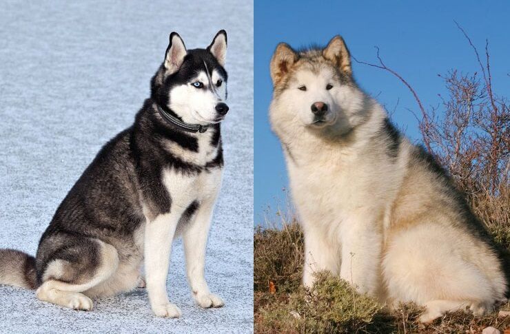 Malamute Vs Husky 7 Differences You Need To Know Malamute Vs