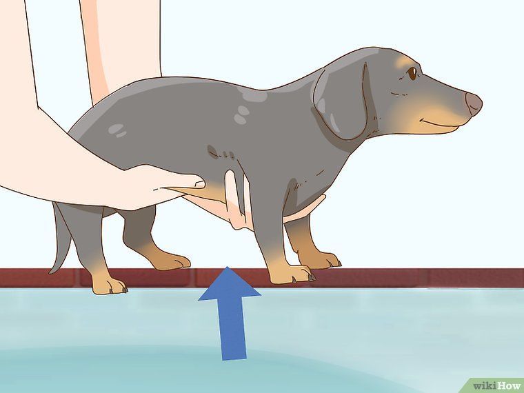 Hold A Dachshund Properly Baby Dachshund Wire Haired Dachshund
