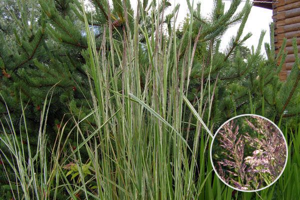 Вейник остроцветковый (Calamagrostis) «Overdam» - растение, отлично подходящее для сада в природном стиле для среднего плана. Этот вейник не расползается. Grass, Plants, Grasses, Plant, Planets, Herb