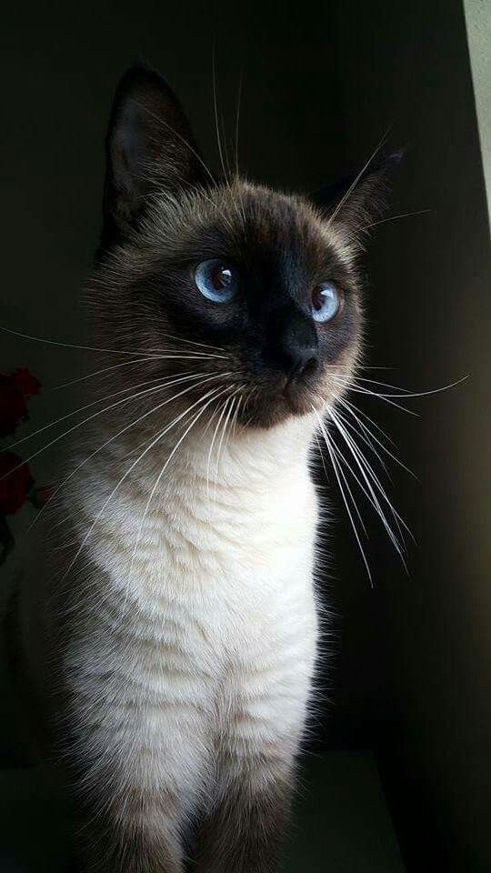 A Look At Siamese Cats #catbreeds