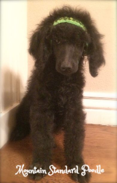 Mountain Standard Poodle High Quality Standard Poodle Puppies