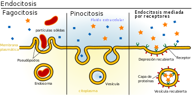 Resultado De Imagen Para Nutricion Celular Dibujo Cell Membrane Cell Membrane Structure Plasma Membrane