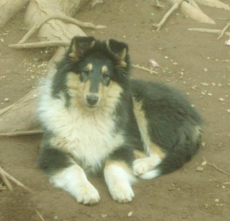 Castlebar Collies Akc Breeder Rough Collie Smooth Collie