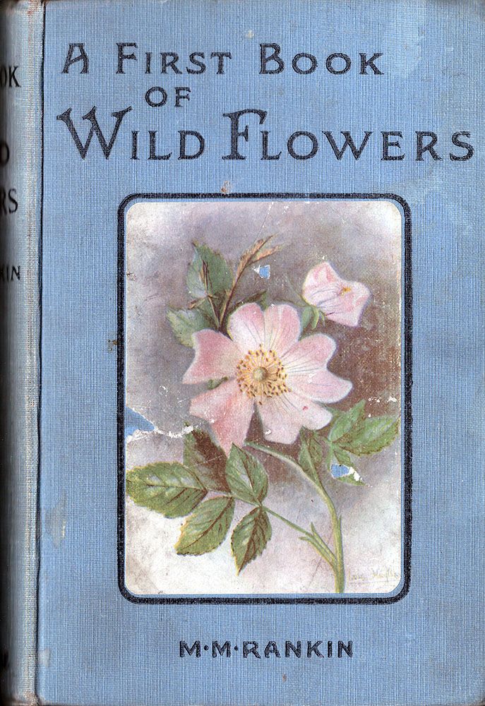 Wild Flowers by Colour