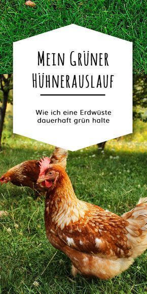 Deutsches Pissferkel vegnügt sich im Garten Deutsches Pissferkel vegnügt sich im Garten