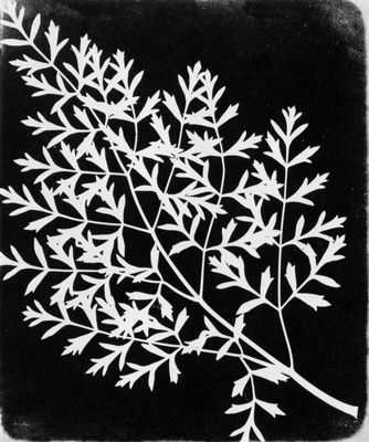 Category:Photogram - Wikimedia Commons Category:Photogram - Wikimedia Commons