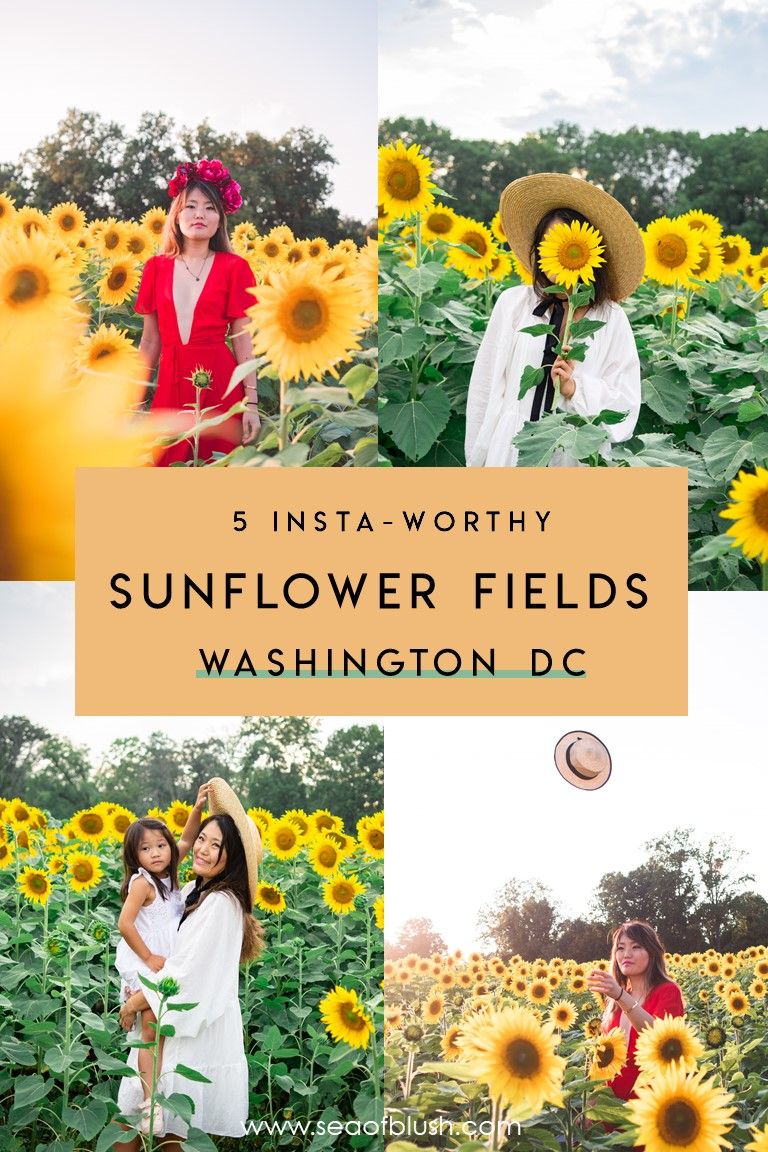 sunflower travel guides