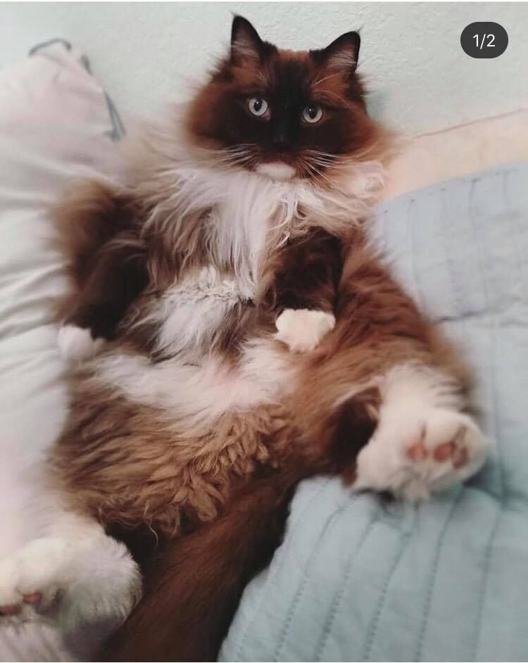 seal mitted mink ragdoll