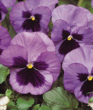 Planting Guide Starting Pansies From Seed Dig For Your Dinner
