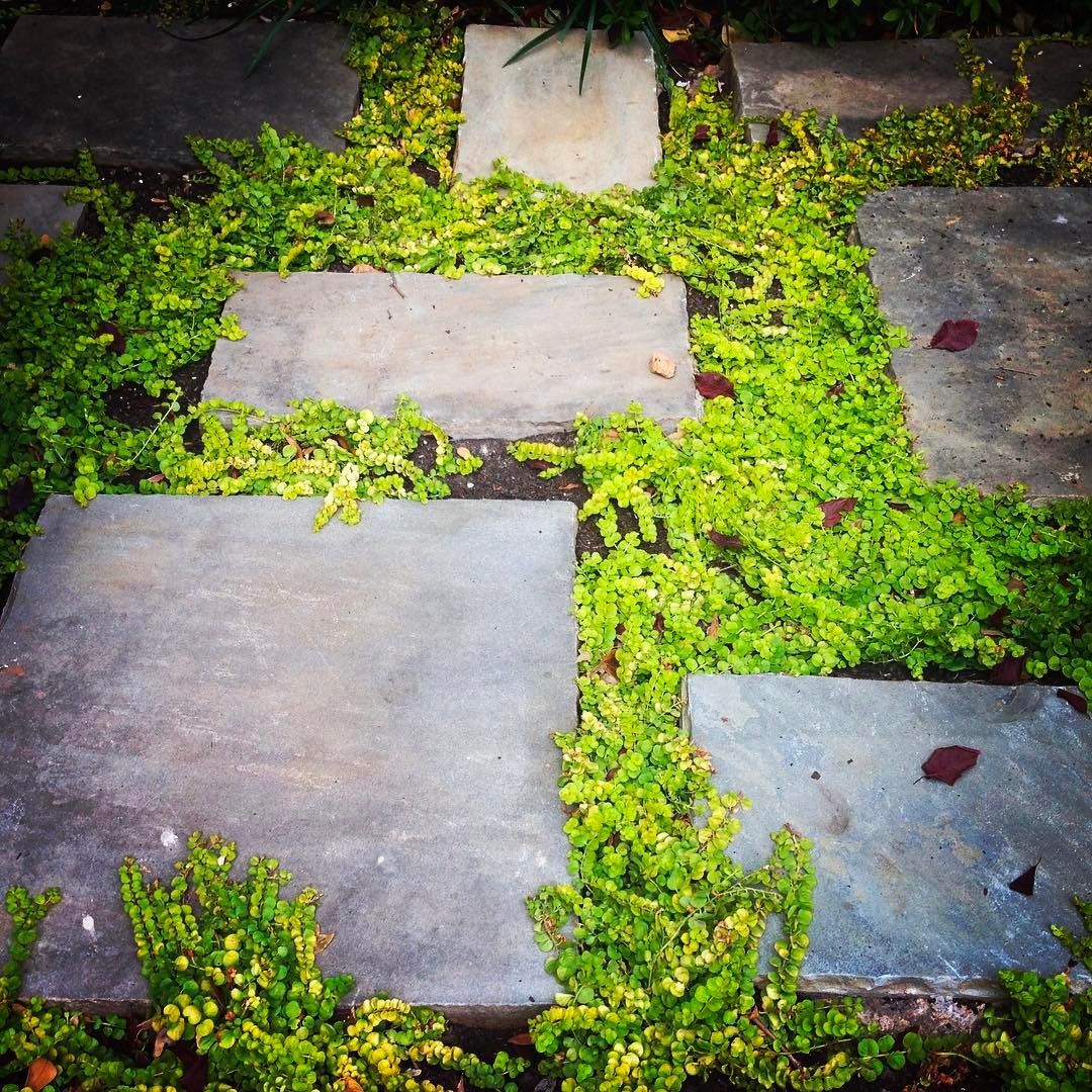 Creeping Jenny between slate pavers // she looks delicate, but man is