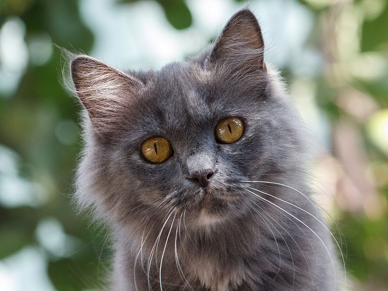 silver tabby cat with amber eyes silver tabby cat with amber eyes