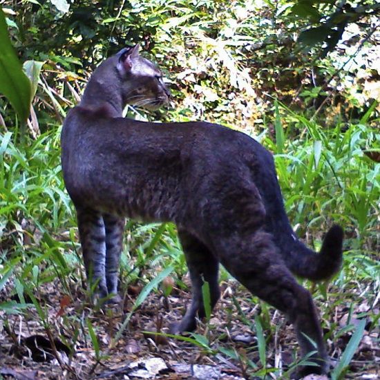 The images that Henschel brought back gave researchers enough information to theorize about part of the cat's maturity process. According to Panthera, "The rare camera trap images show two distinct color phases of the species -- one being a rich red-brown and the other being a light gray, with variable spotting. "This newly obtained footage shows what Panthera believes to be a young adult male of the grey phase with a very rich spotting pattern." Small Wild Cats, Big Cats, Cats And Kittens, Pretty Cats, Beautiful Cats, Animals Beautiful, Cats Outside, Cat Species, Exotic Cats