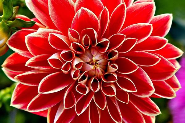 Pin De Denisse En Pines Arreglos Florales Girasoles Y Rosas