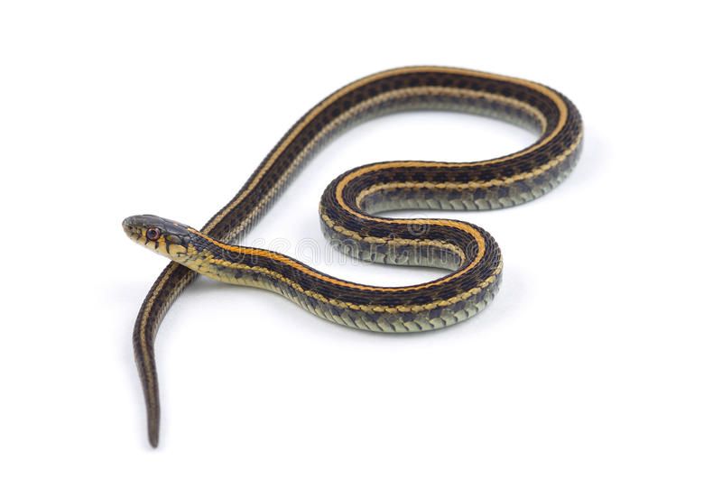 Plains Garter Snake Isolated On A White Background Affiliate