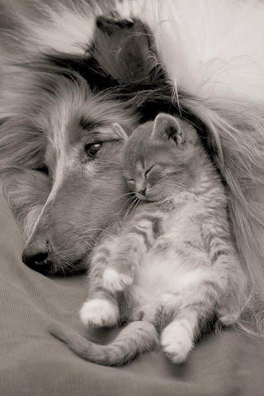 Epingle Par Stacy Dean Sur Images Animaux Chien Chat Comme Chien Et Chat Epingle Par Stacy Dean Sur Images Animaux Chien Chat Comme Chien Et Chat