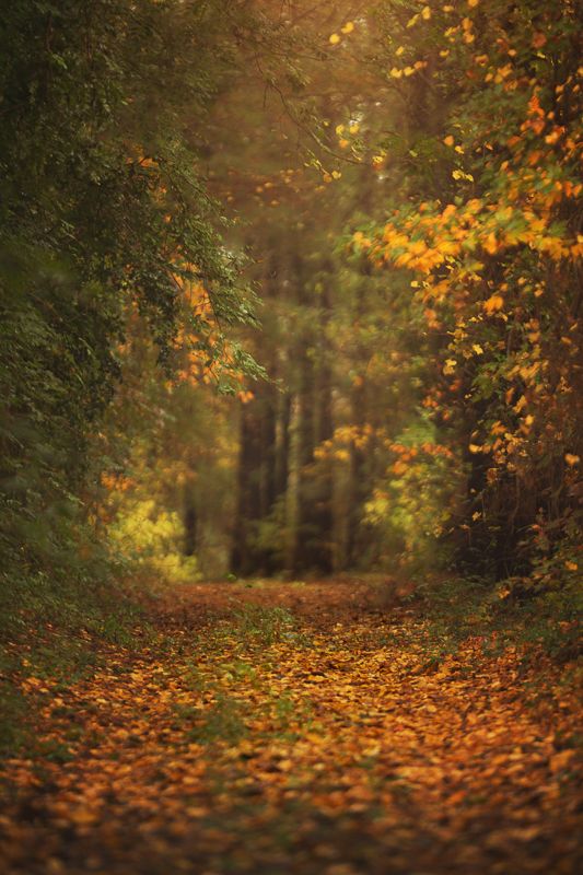 Fall High Resolution Desktop Backgrounds Autumn Landscape Fall Scenery Pictures Scenery Wallpaper