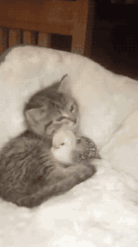 A Kitty With His Best Little Friend R Aww Animaux Mignons Animaux Chats Adorables A Kitty With His Best Little Friend R Aww Animaux Mignons Animaux Chats Adorables