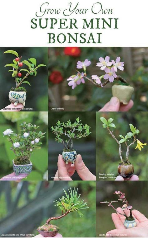 Grow your own super-mini bonsai from Miniature Bonsai: The Complete Guide to Super-Mini Bonsai Mini Bonsai, Bonsai Diy, Bonsai Tree Care, Indoor Bonsai, Indoor Plants, Indoor Gardening, Air Plants, Indoor Water Garden, Types Of Bonsai Trees
