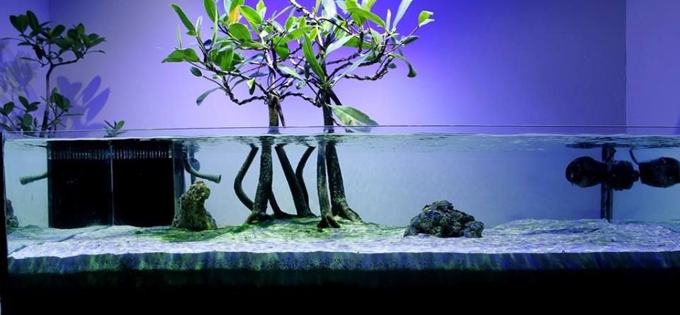 mangrove minimalist aquarium aquariums
