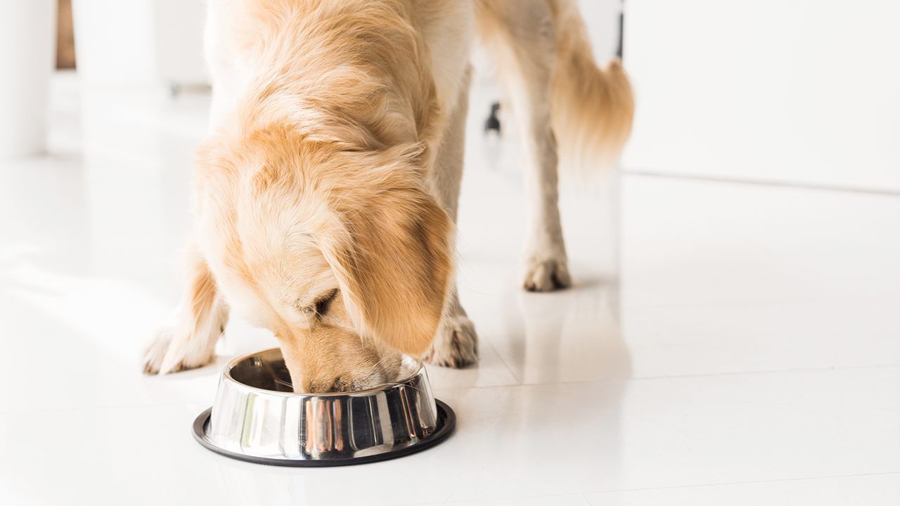 Popular Dog Food Brands Facing Recall For Potentially Toxic