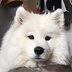 If These 302 Samoyed Photos Don’t Make You Smile, Nothing Will If These 302 Samoyed Photos Don’t Make You Smile, Nothing Will