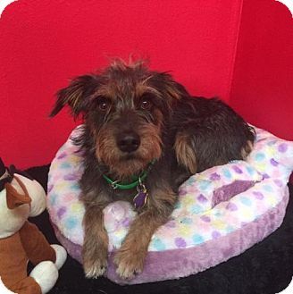 Pictures Of Kendra A Standard Schnauzer Cairn Terrier Mix For