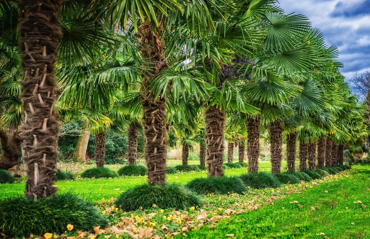 palms deutsch palms deutsch