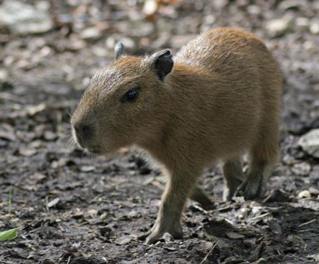 A Pocket Filled With Cuteness Cute Baby Animals Cute Animals Animals Beautiful