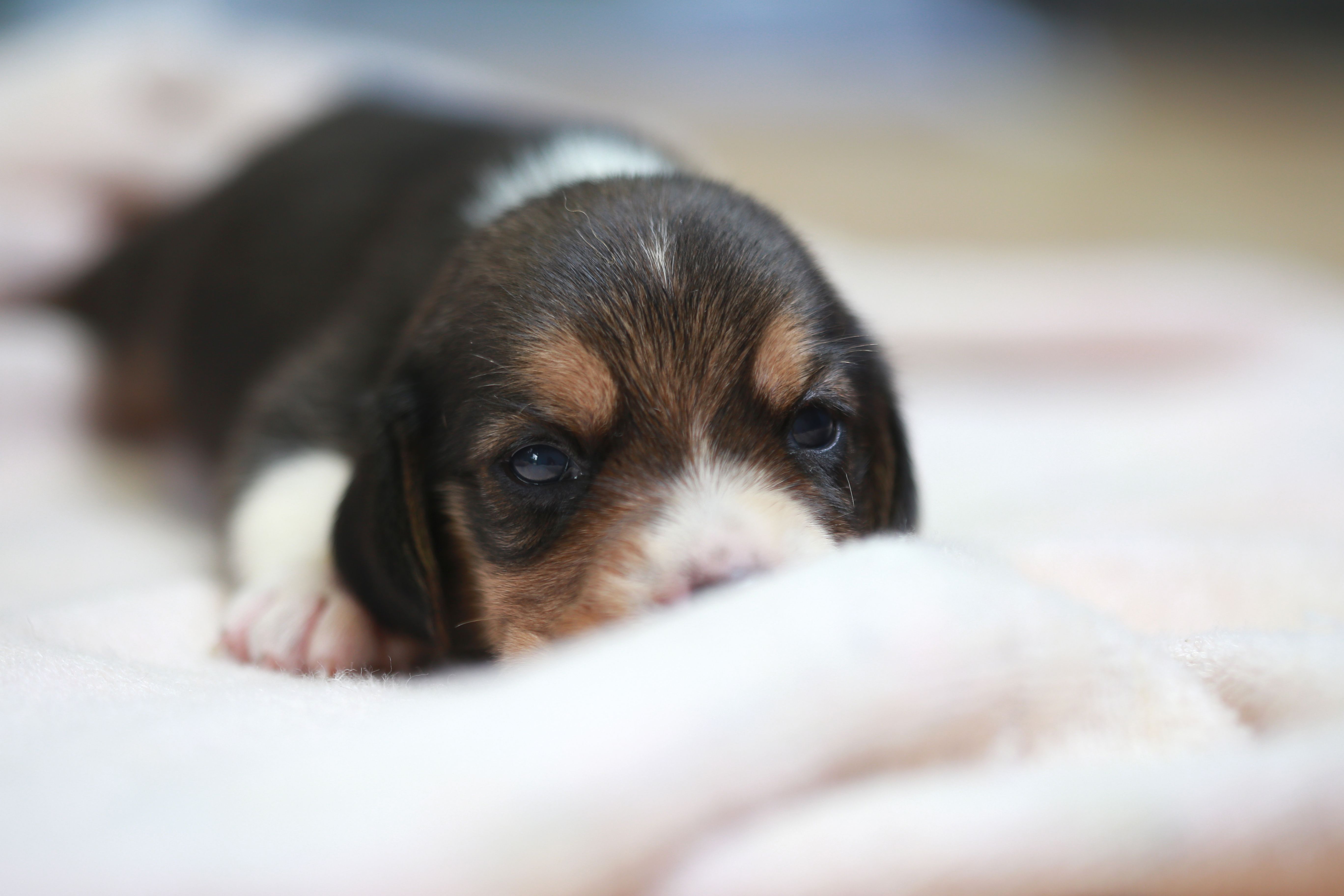 Affection Pure Breed Beagle Puppy Is Sleeping And Looking In