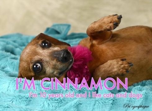 Adoption Event Hot Diggity Dachshund Club Rescue Dachshund