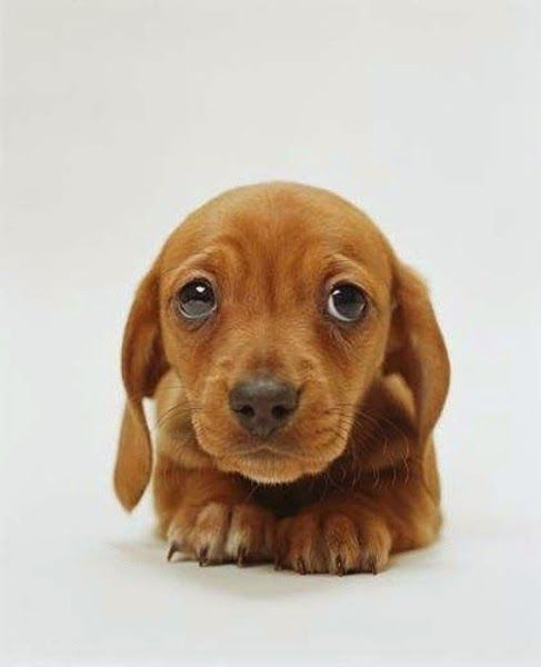 This New Study Proves The Science Behind Puppy Dog Eyes Cute