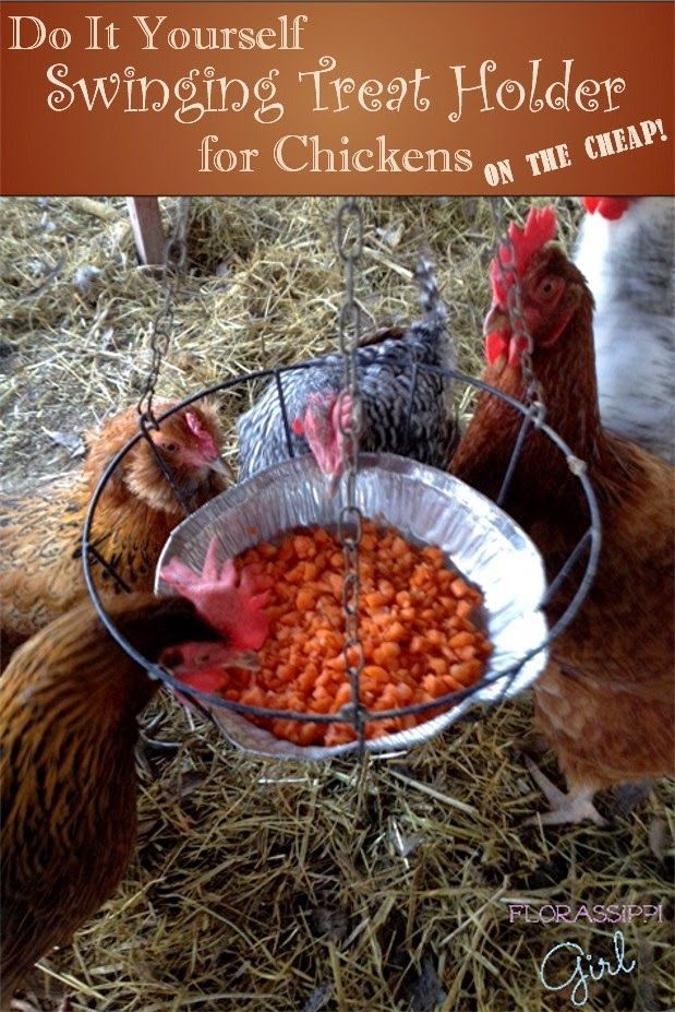 DIY Swinging Treat Holder for Chickens (On the Cheap!) A Year round boredom bust...