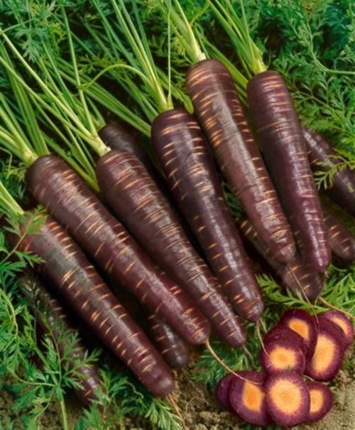 250 Purple Carrot Seeds COSMIC PURPLE Heirloom Organic Vegetable-Crispy-Rare 250 Purple Carrot Seeds COSMIC PURPLE Heirloom Organic Vegetable-Crispy-Rare
