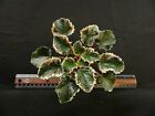 African Violet 'Irish Whiskey' #plants #seeds #irishwhiskey African Violet 'Irish Whiskey' #plants #seeds #irishwhiskey African Violet 'Irish Whiskey' #plants #seeds #irishwhiskey African Violet 'Irish Whiskey' #plants #seeds #irishwhiskey African Violet 'Irish Whiskey' #plants #seeds #irishwhiskey African Violet 'Irish Whiskey' #plants #seeds #irishwhiskey African Violet 'Irish Whiskey' #plants #seeds #irishwhiskey African Violet 'Irish Whiskey' #plants #seeds #irishwhiskey African Violet 'Iris #irishwhiskey