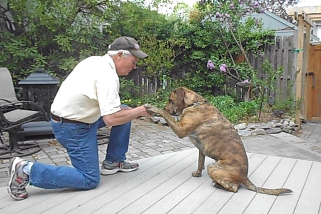 How To Teach Your Dog To Shake Hands Recipe Dogs Dog Toys