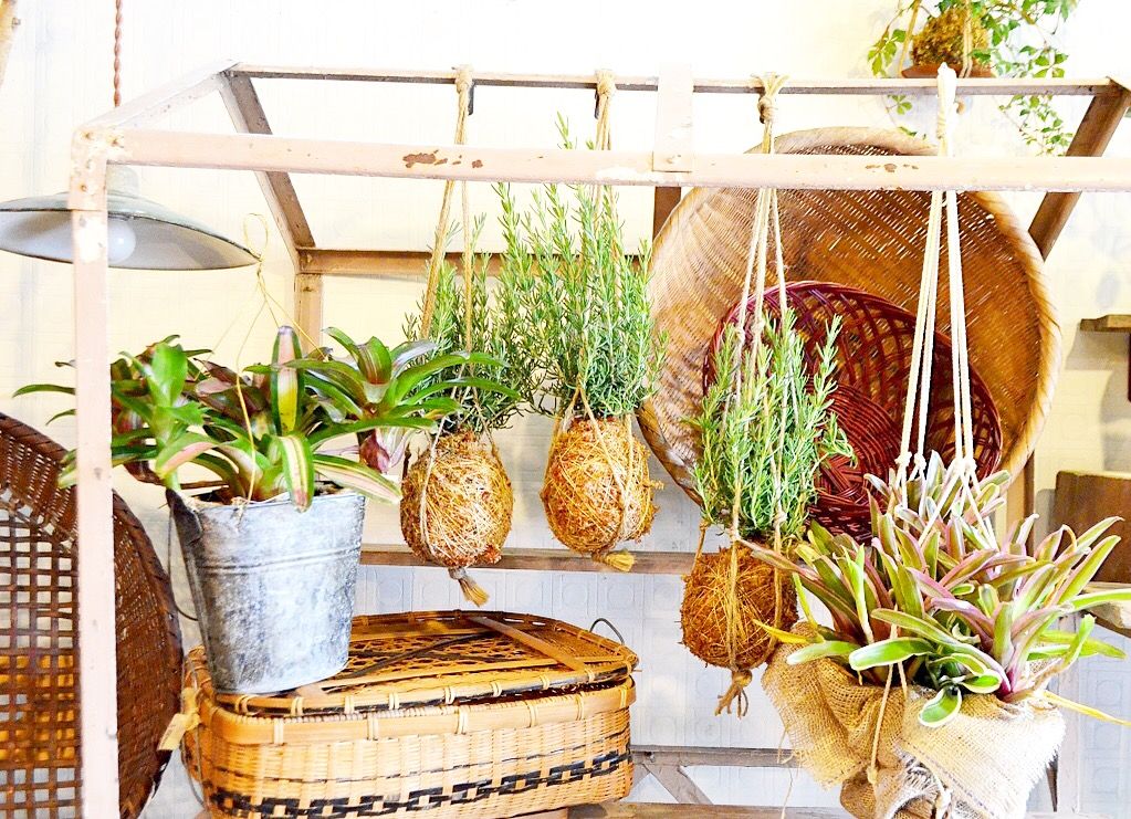ローズマリーの吊り苔玉 ネオゲリアのハンギング(Kitowa) 苔, 寄せ植え, 植物 ローズマリーの吊り苔玉 ネオゲリアのハンギング(Kitowa) 苔, 寄せ植え, 植物