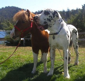 Heart Rock Falls Lake Gregory Unusual Animal Friendships Great