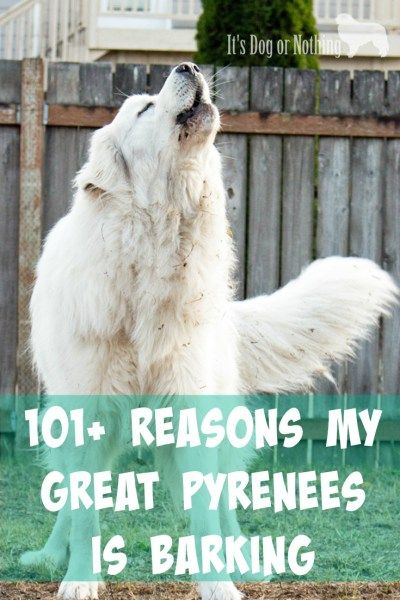 101 Reasons For Great Pyrenees Barking Great Pyrenees Dog