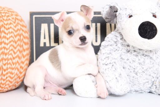 Chihuahua Puppy For Sale In Naples Fl Adn 52601 On Puppyfinder