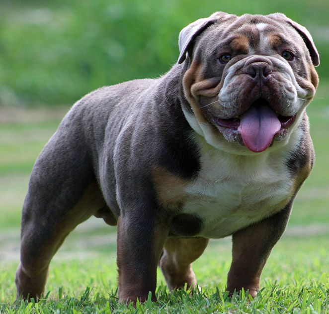 Rio Bravo's Hemi Hammer, Olde English Bulldogges for sale, Olde English Bulldogs, English Bulldogs, Bulldogs for sale, Puppies for sale. Baby English Bulldogs, English Bulldog Breeders, English Bulldog For Sale, Bulldogs For Sale, English Dogs, Bulldog Breeds, Bulldog Names, British Bulldog, Bulldog Puppies For Sale