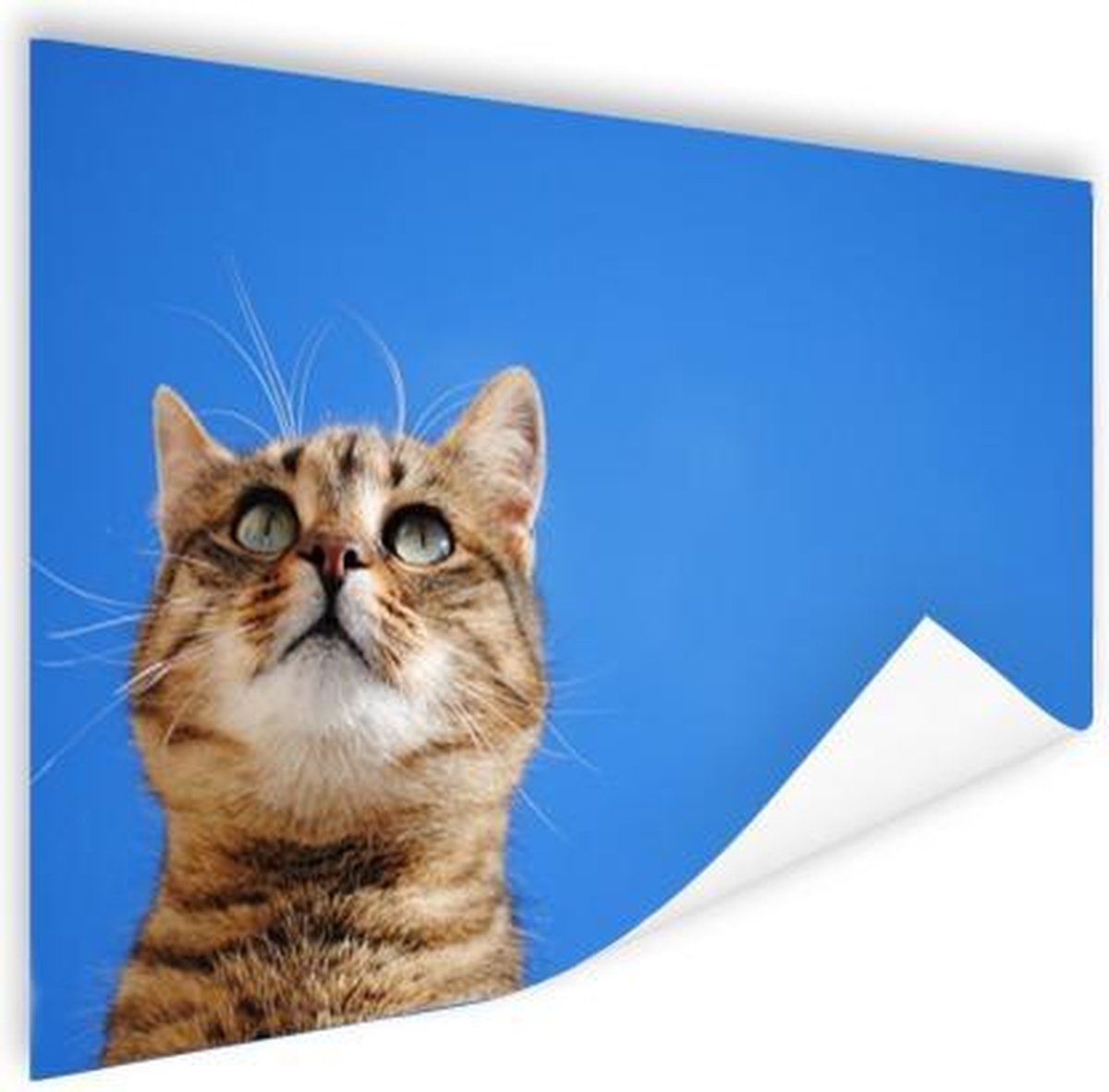 Kat met blauwe lucht PosterFotoprint op poster Dit product is speciaal geprint op professioneel fotopapier. Dit papier is tweezijdig, zijdemat, gladgestreken en van een hoge kwaliteit. De poster heeft een matte uitstraling om lichtreflectie tegen te gaan. Door de hoge printresolutie en kleurechtheid past deze poster in elk interieur. Verschillende materialen en formaten Het product is verkrijgbaar in veel verschillende formaten: van 60x40 tot bijvoorbeeld 180x120. Ook is de fotoprint te bestelle Chat Diy, Flat Ideas, Free Cats, Sky Photos, Cat Sleeping, Cat Quotes, Cat Treats, Buy A Cat, Dog Houses