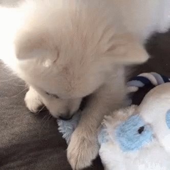 10 Adorable Puppy Gifs To Celebrate National Puppy Day Animated Animals Cute Puppies Animals