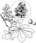 Download Trees & Leaves coloring pages | Free Coloring Pages | Tree coloring page, Free coloring pages ...